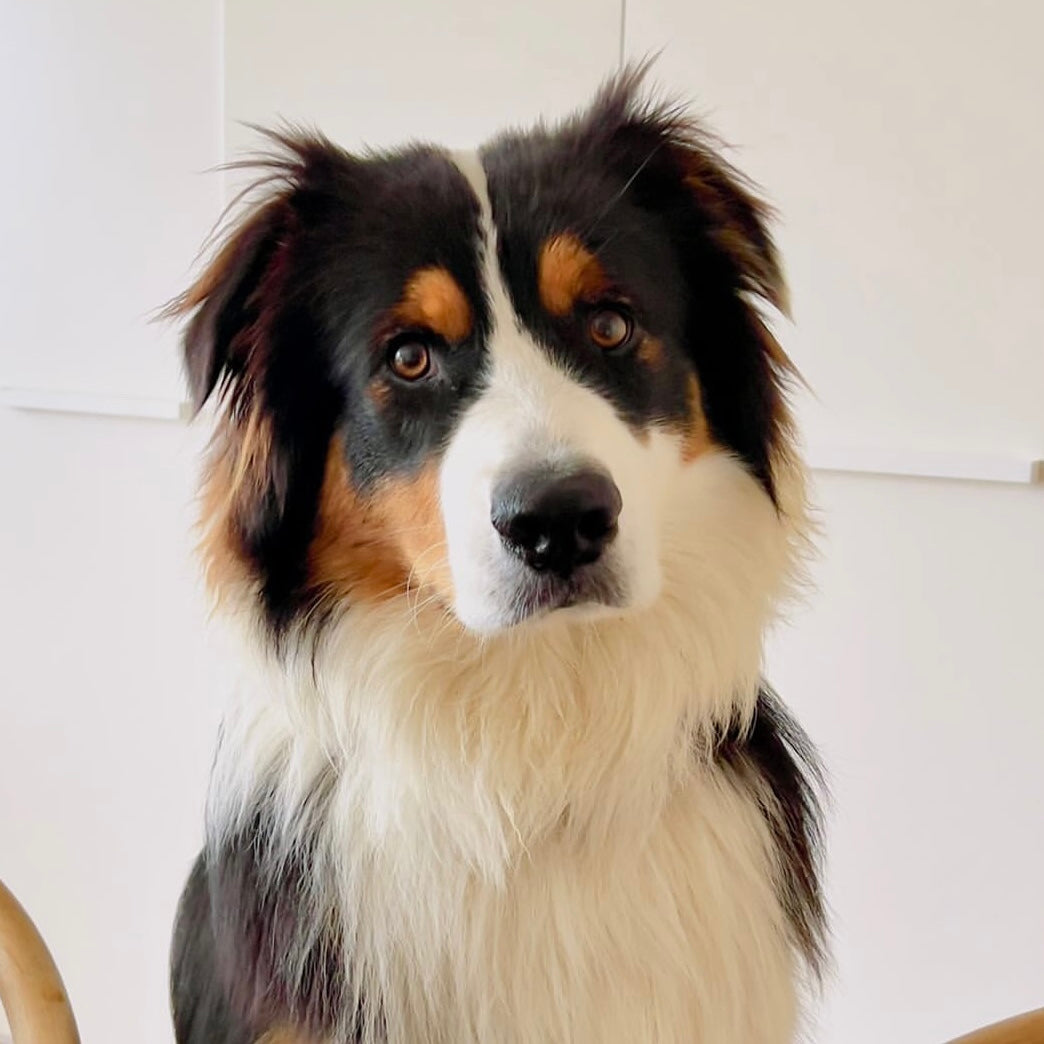 Max the Tri Colour Australian Shepherd