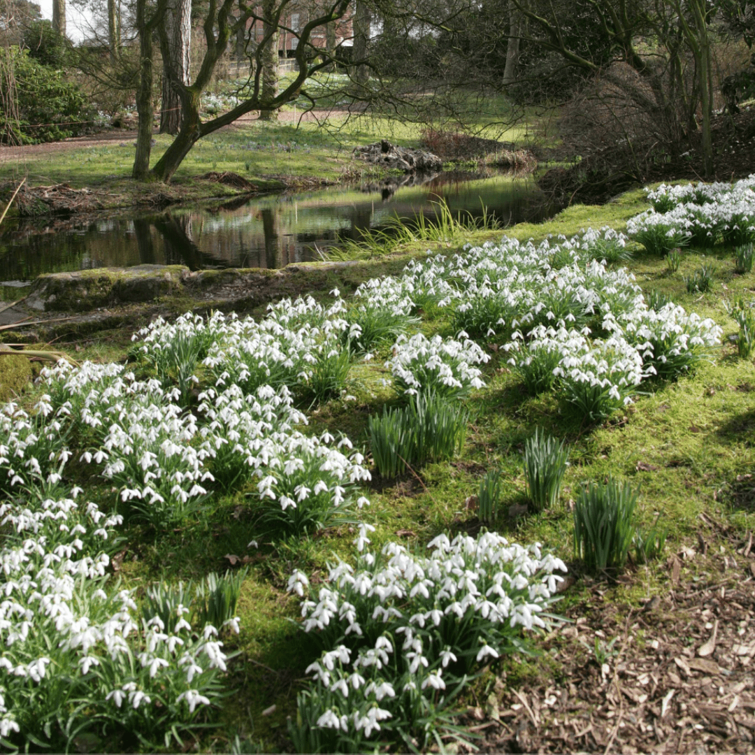 The Blooming Story: How a Snowdrop Walk inspired an entire Collection - Foxx & Ginger