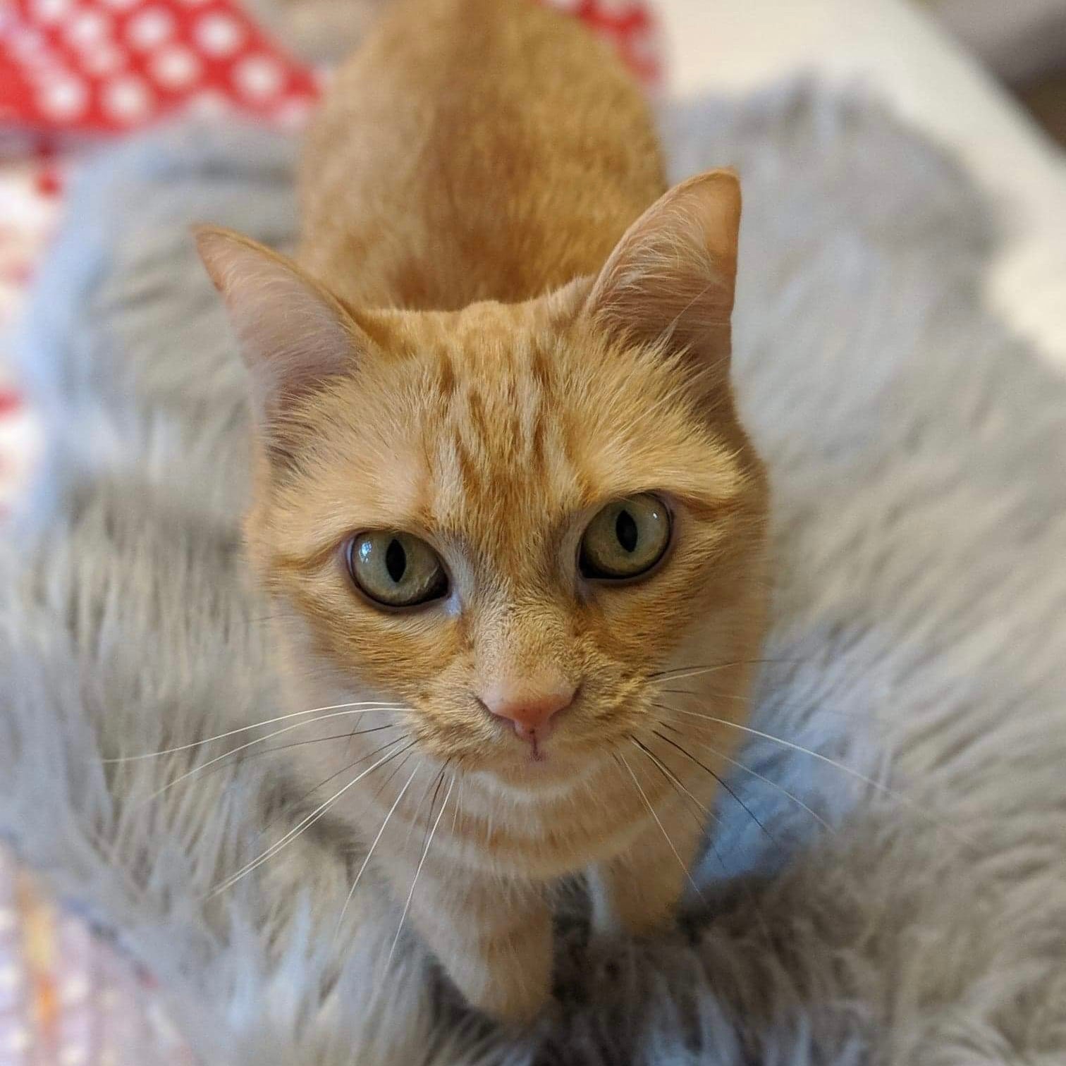 Beatrice the Ginger Tabby Cat - Foxx & Ginger