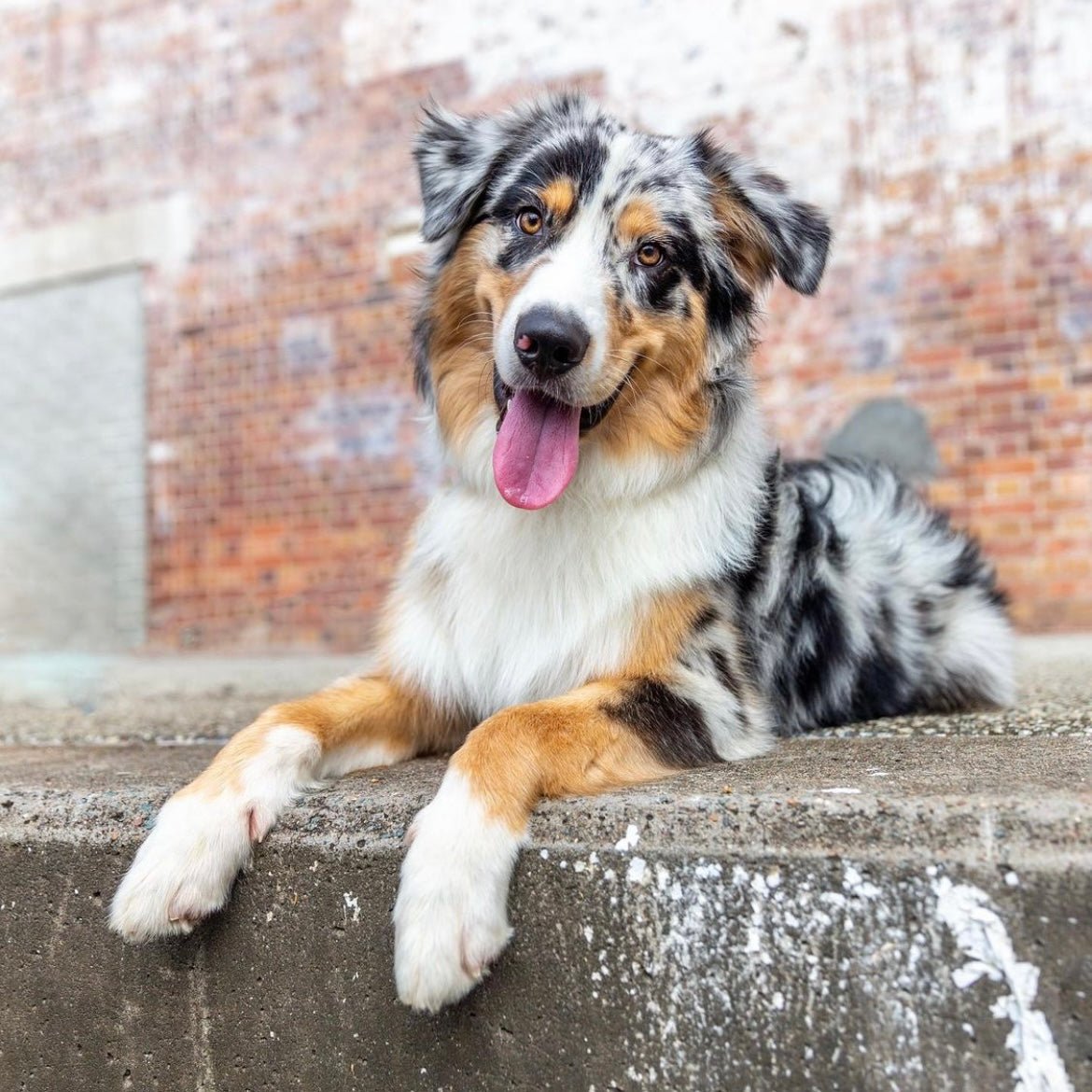 Bosley the Merle Australian Shepherd - Foxx & Ginger