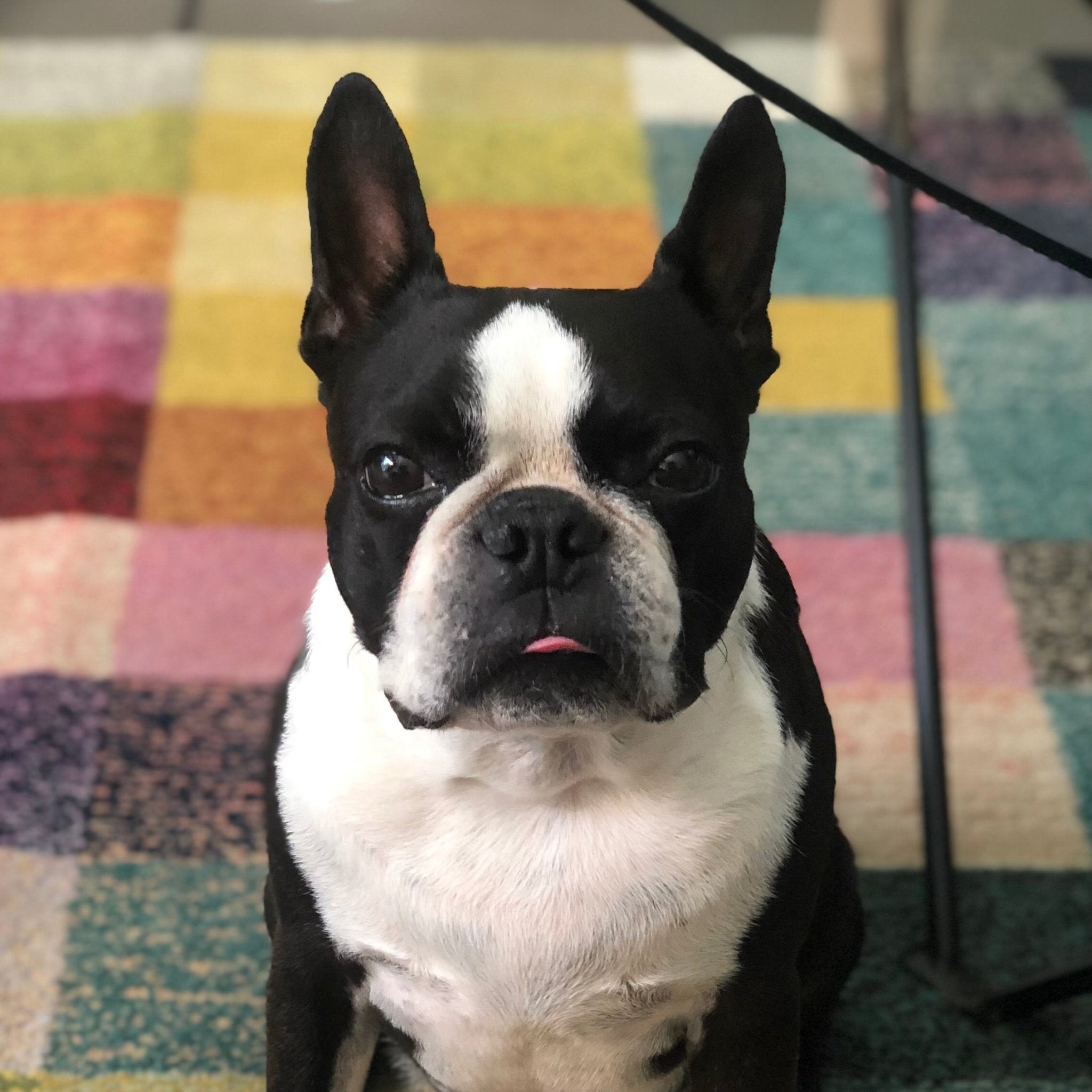 Chip the Boston Terrier - Foxx & Ginger