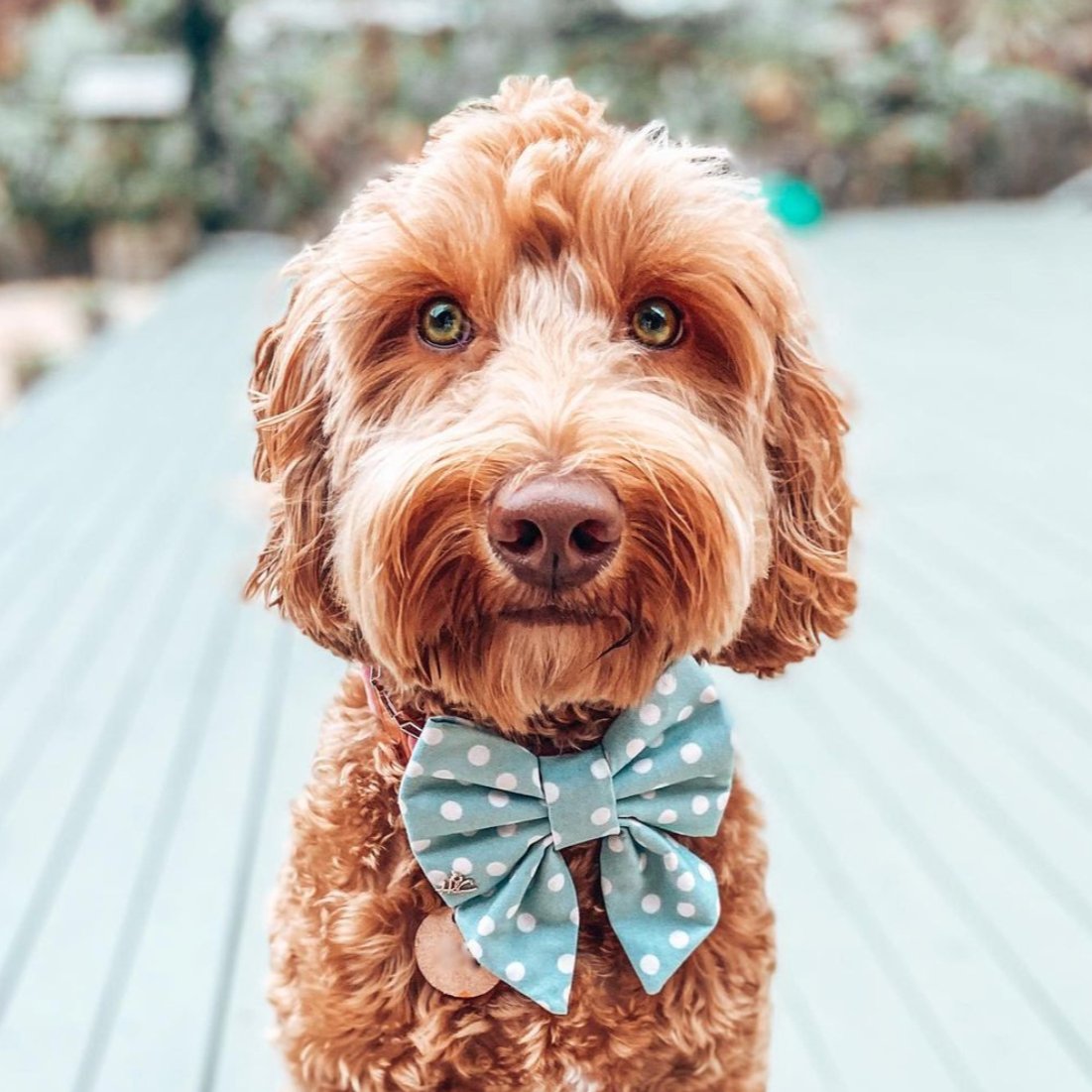 Fern the Labradoodle - Foxx & Ginger