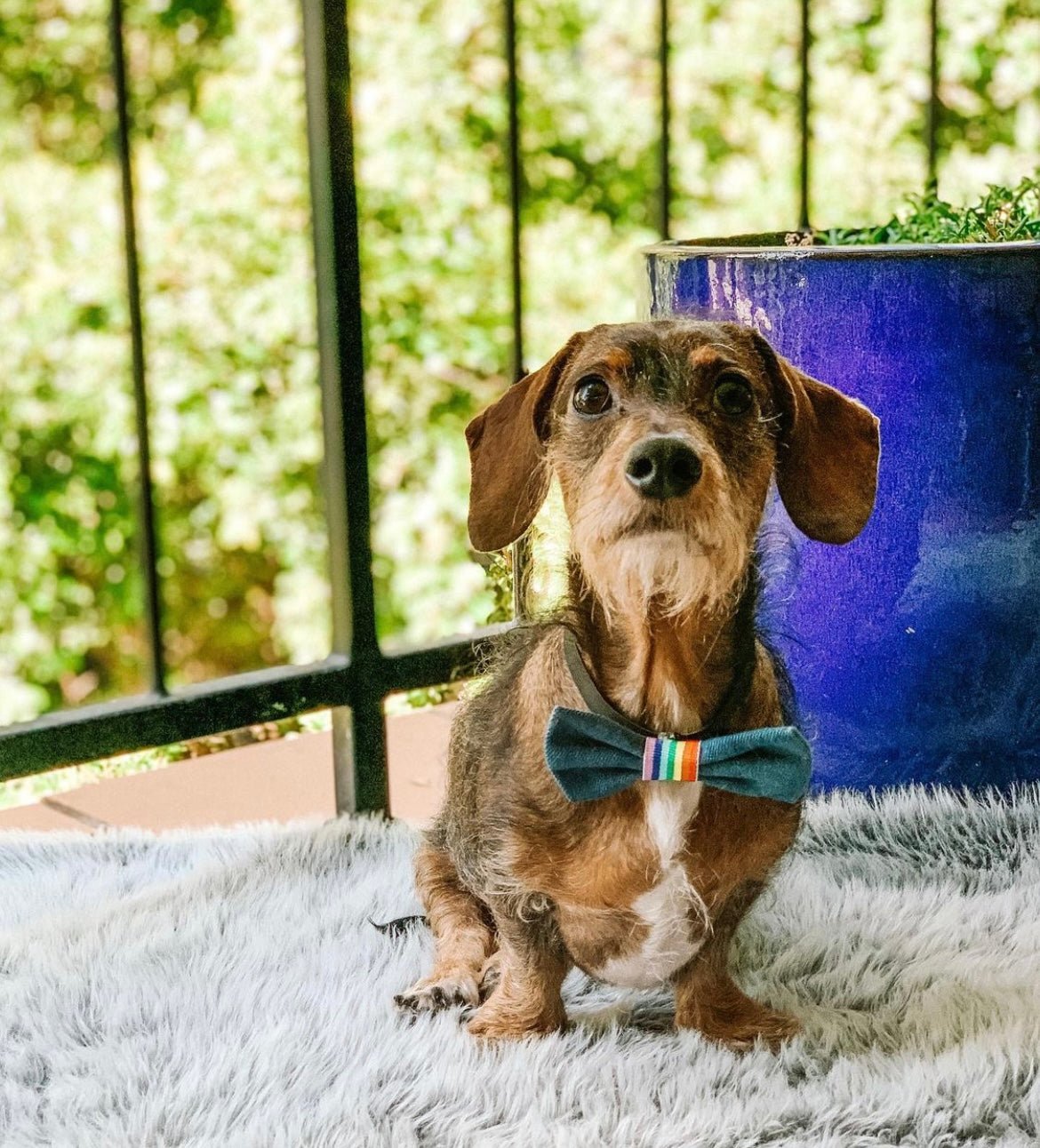 Freddie the Wire - haired Dachshund - Foxx & Ginger