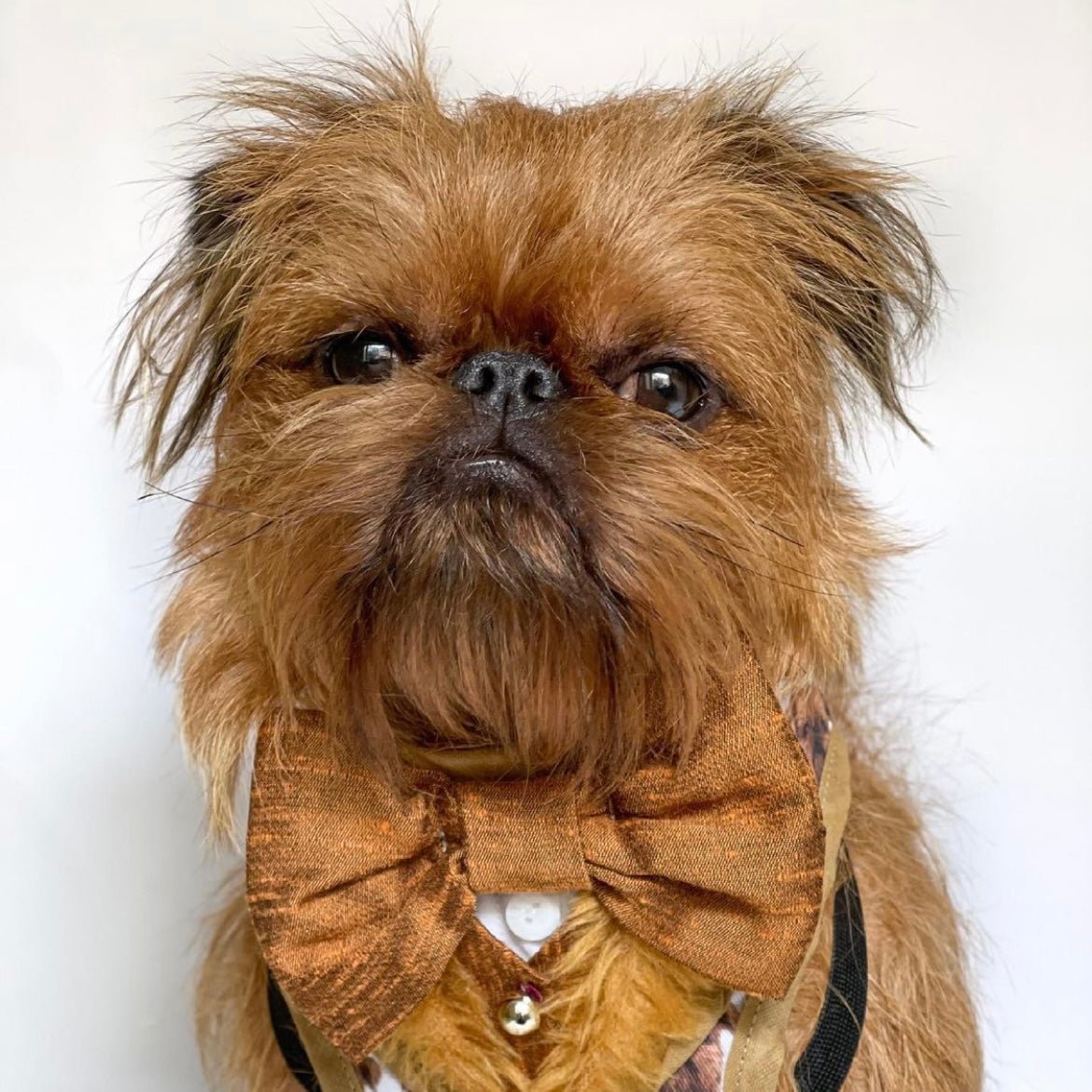 Jellybean the Brussels Griffon - Foxx & Ginger