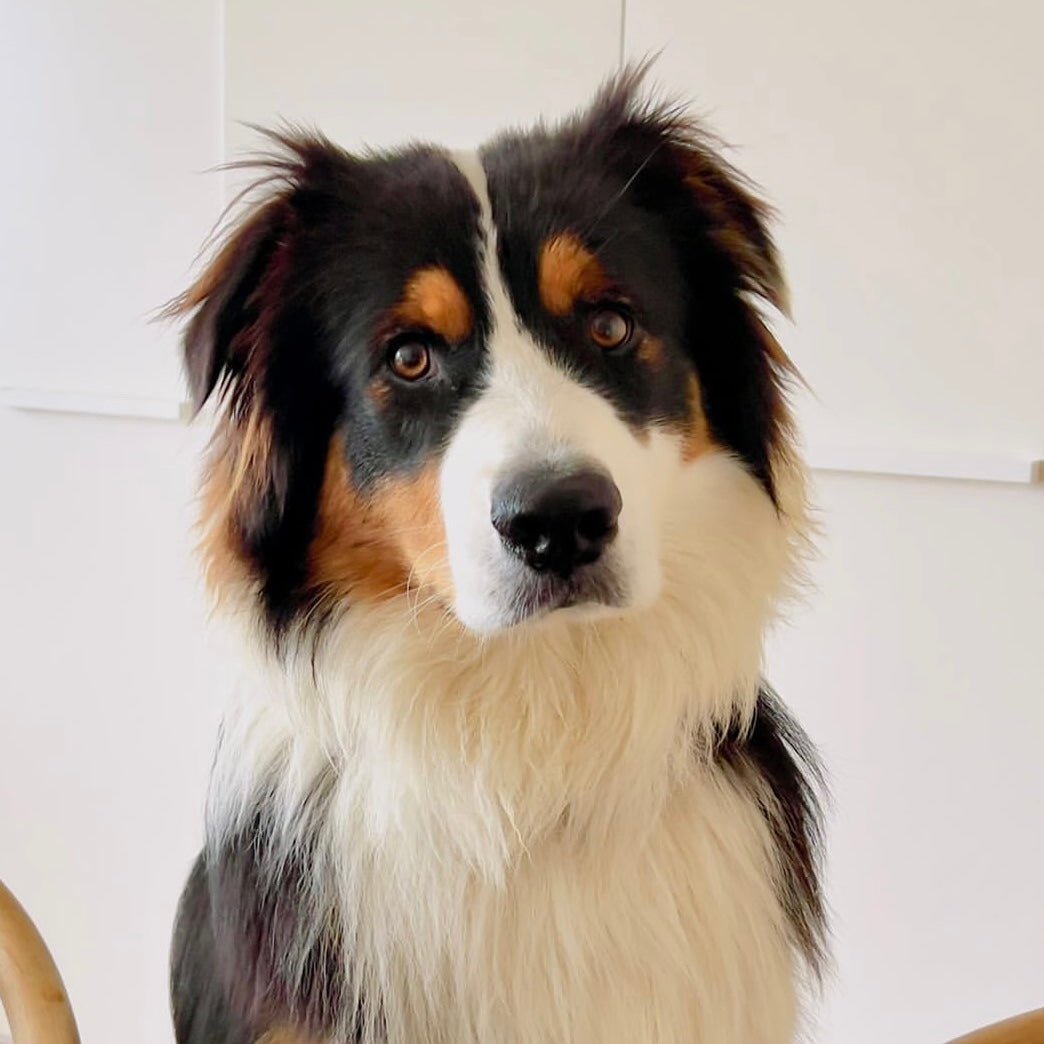 Max the Tri - Colour Australian Shepherd - Foxx & Ginger