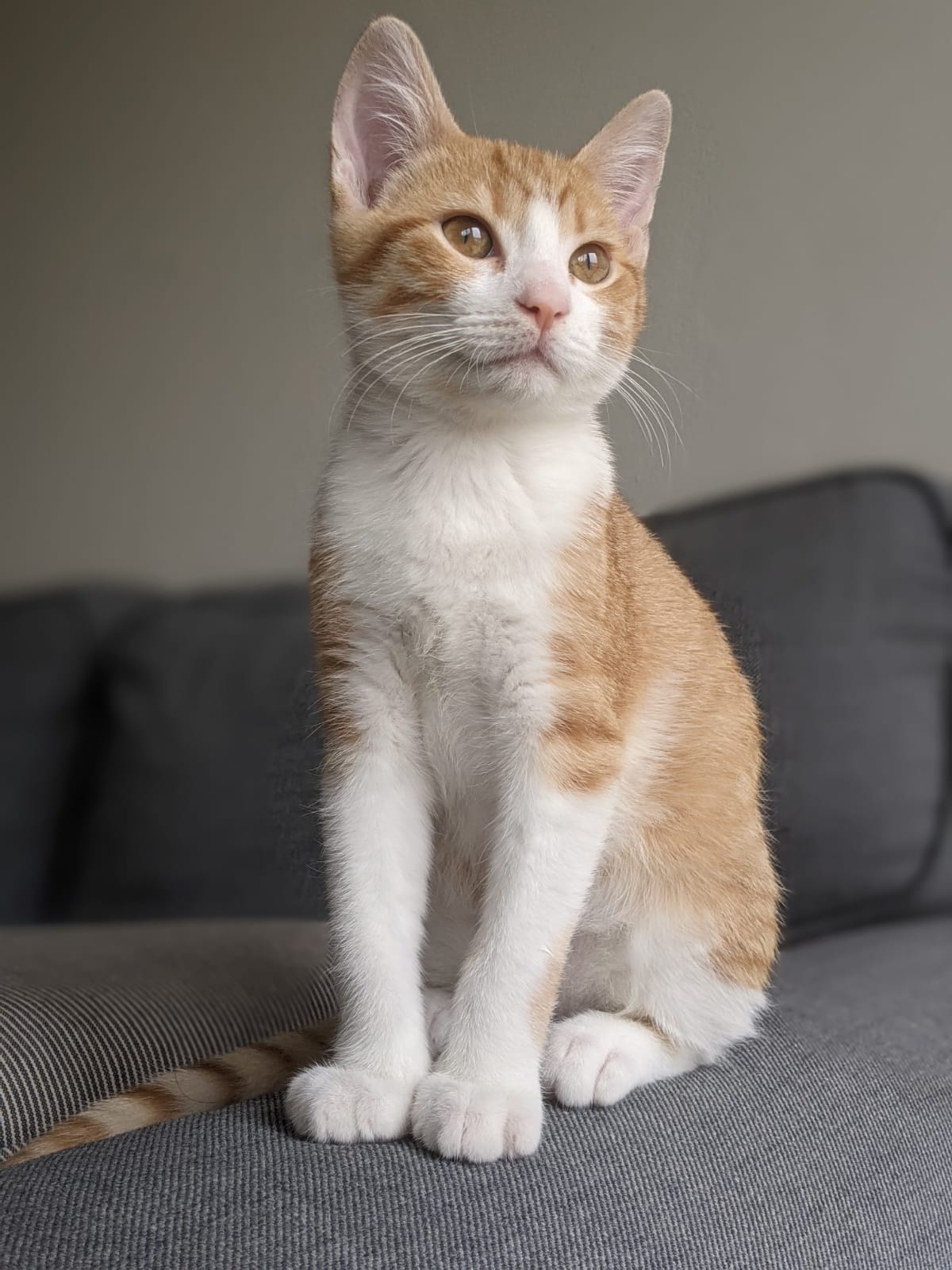 Milo the Ginger and White Cat - Foxx & Ginger