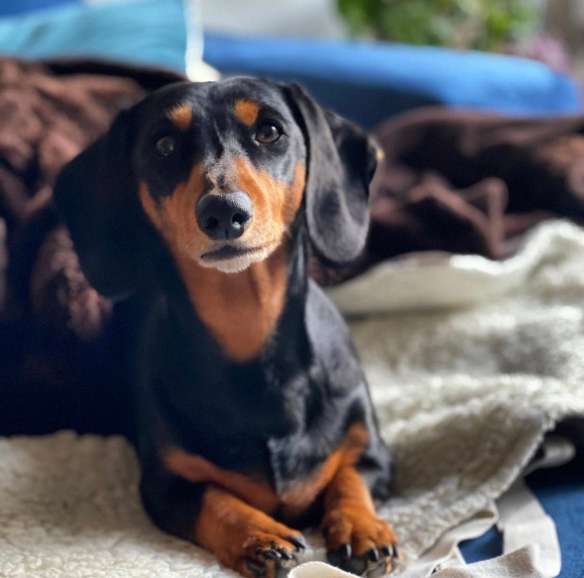 Pickle the Dachshund - Foxx & Ginger