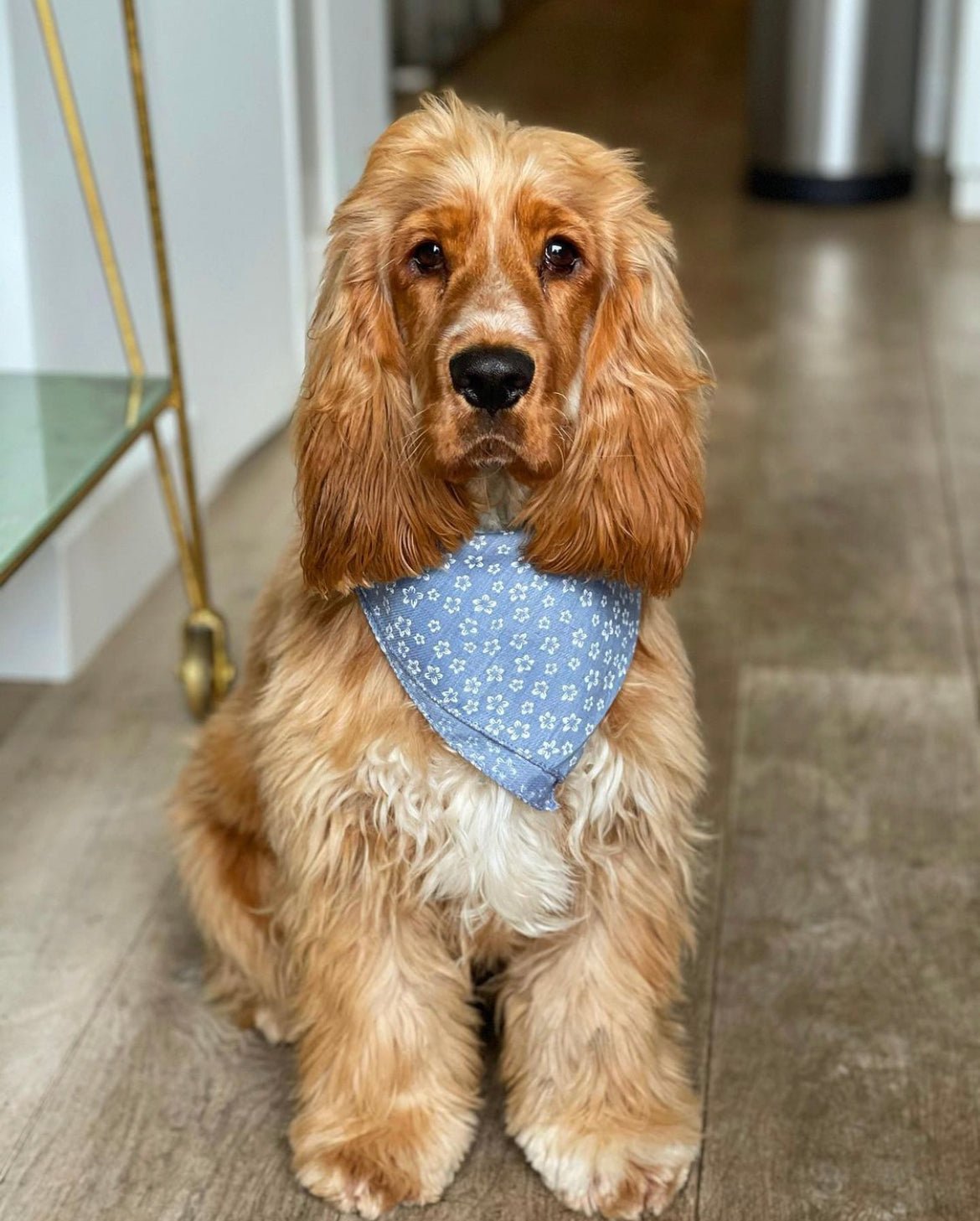 Rupert the Cocker Spaniel - Foxx & Ginger