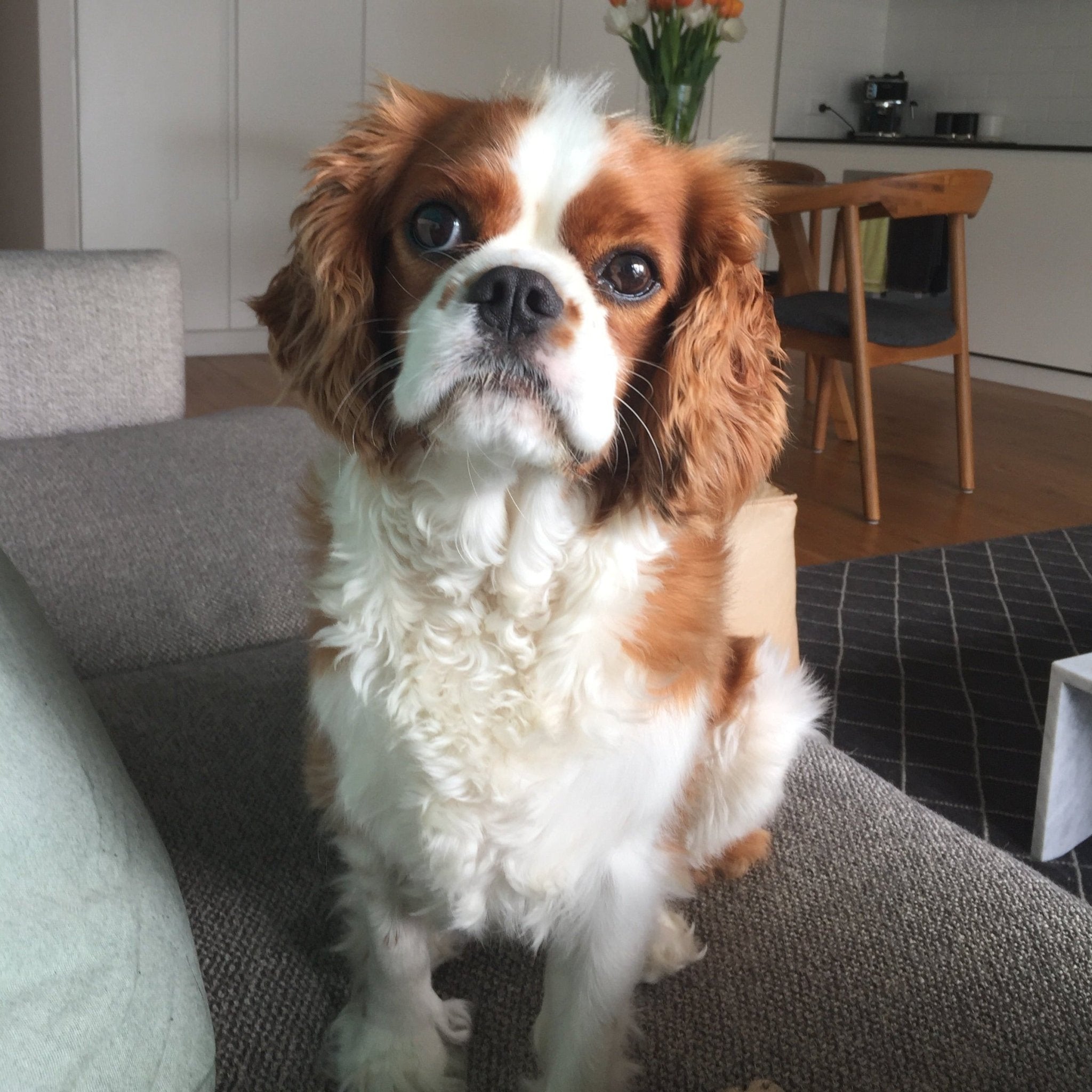 Toby the Cavalier King Charles Spaniel - Foxx & Ginger