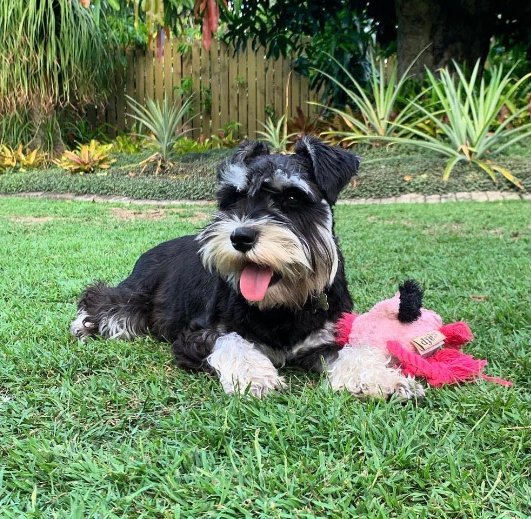 Winifred the Schnauzer - Foxx & Ginger